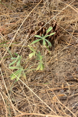 Lupinus sericeus
