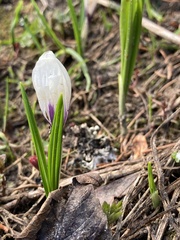 Crocus vernus