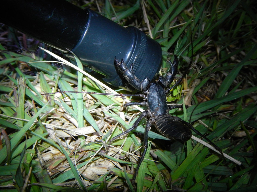 Florida vinegaroon from MiamiDade County, FL, USA on August 9, 2012 at