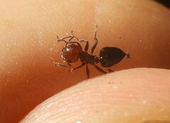 Crematogaster scutellaris