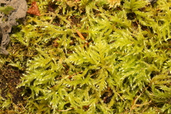 Kindbergia praelonga