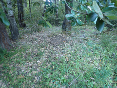 Odocoileus hemionus columbianus