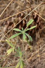 Lupinus sericeus