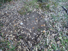 Odocoileus hemionus columbianus