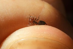 Crematogaster scutellaris