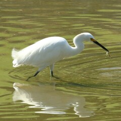 Egretta thula