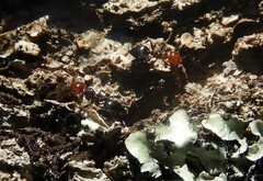 Crematogaster scutellaris