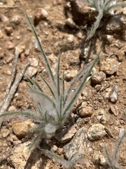 Dasyochloa