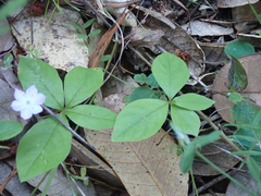 Lysimachia latifolia
