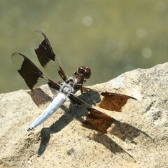 Plathemis lydia