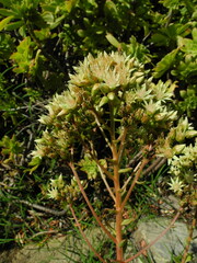 Aeonium nobile