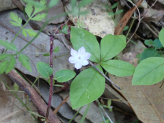 Lysimachia latifolia