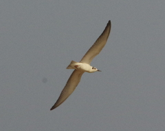 Chlidonias leucopterus