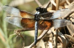Libellula luctuosa
