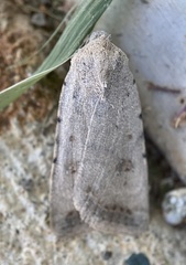 Caradrina