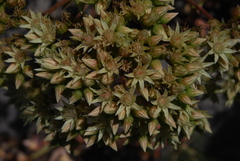 Aeonium nobile
