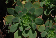 Aeonium nobile