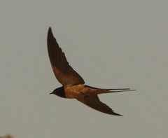 Hirundo rustica transitiva