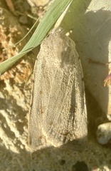 Caradrina