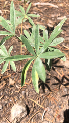 Lupinus argenteus