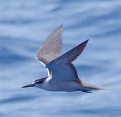 Onychoprion anaethetus