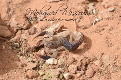 Androctonus australis