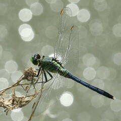 Erythemis simplicicollis