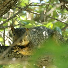 Sciurus niger
