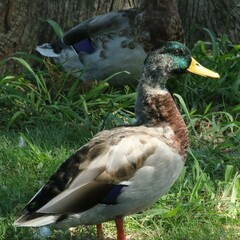 Anas platyrhynchos