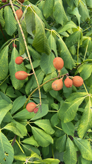 Aesculus parviflora