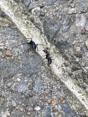 Camponotus pennsylvanicus