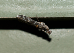 Acrobasis tricolorella
