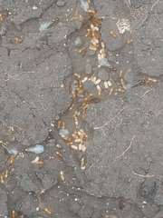 Lasius aphidicola