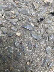 Camponotus pennsylvanicus