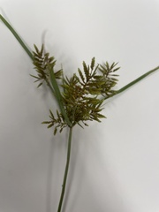 Cyperus
