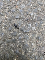 Camponotus pennsylvanicus