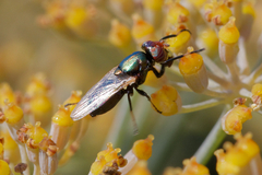 Physiphora alceae