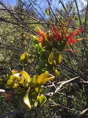 Tristerix corymbosus