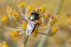 Physiphora alceae