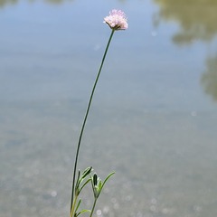 Sixalix atropurpurea