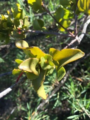 Tristerix corymbosus