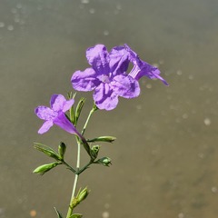 Ruellia nudiflora