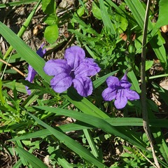 Ruellia nudiflora
