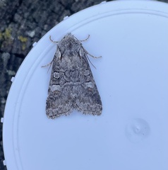 Brachylomia viminalis