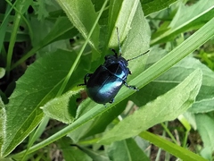 Chrysolinina