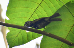 Loriotus luctuosus