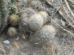 Escobaria emskoetteriana