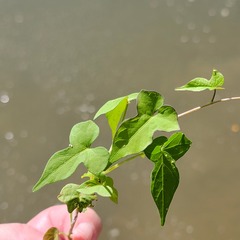Ipomoea cordatotriloba
