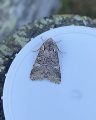 Brachylomia viminalis