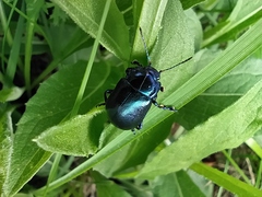 Chrysolinina